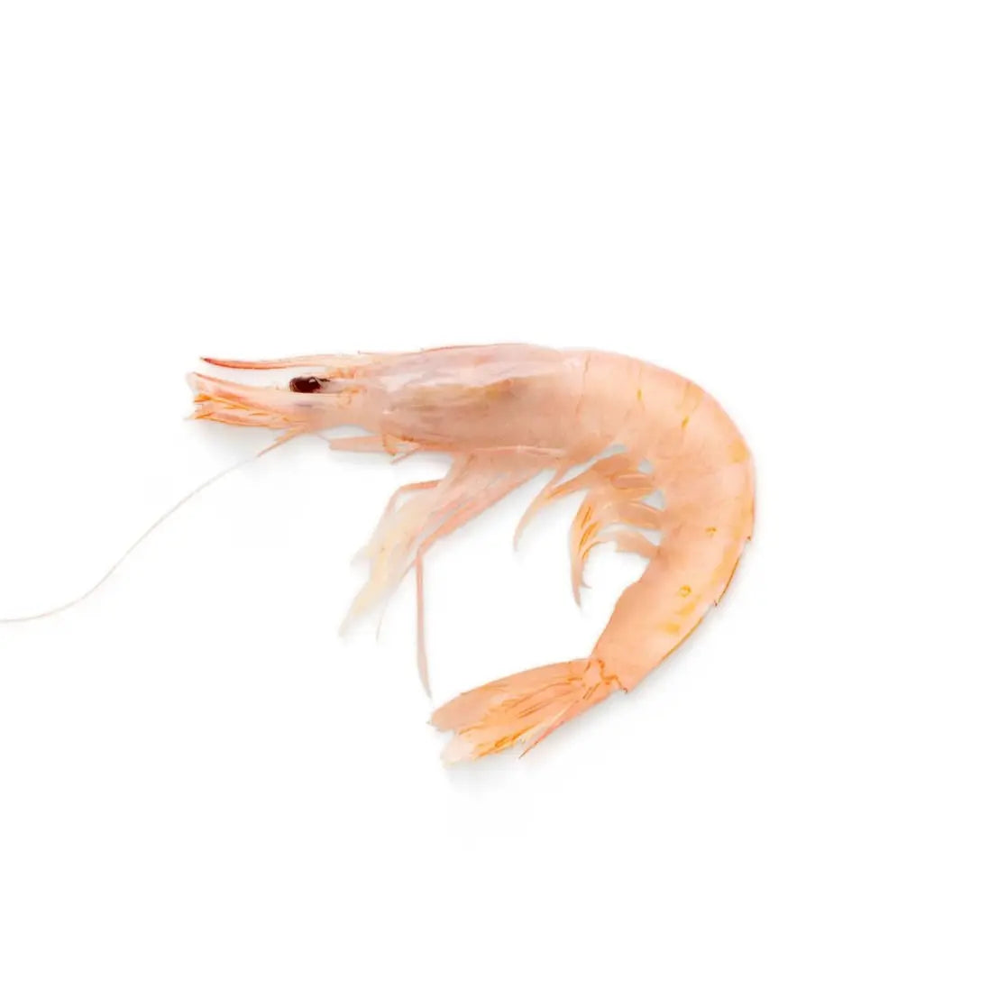 GAMBA BLANCA DE HEULVA 1kg 