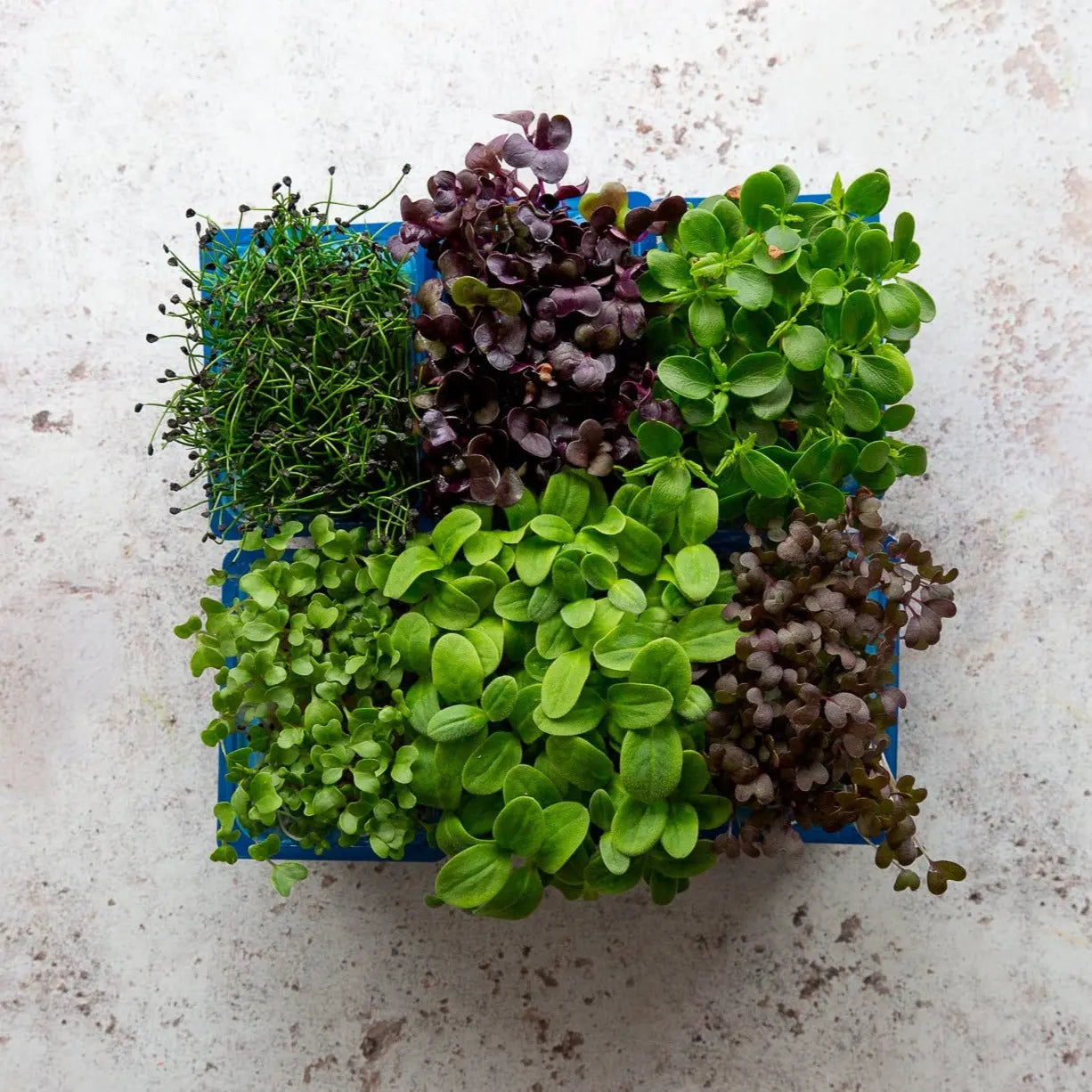 SAKURA CRESS MIX 