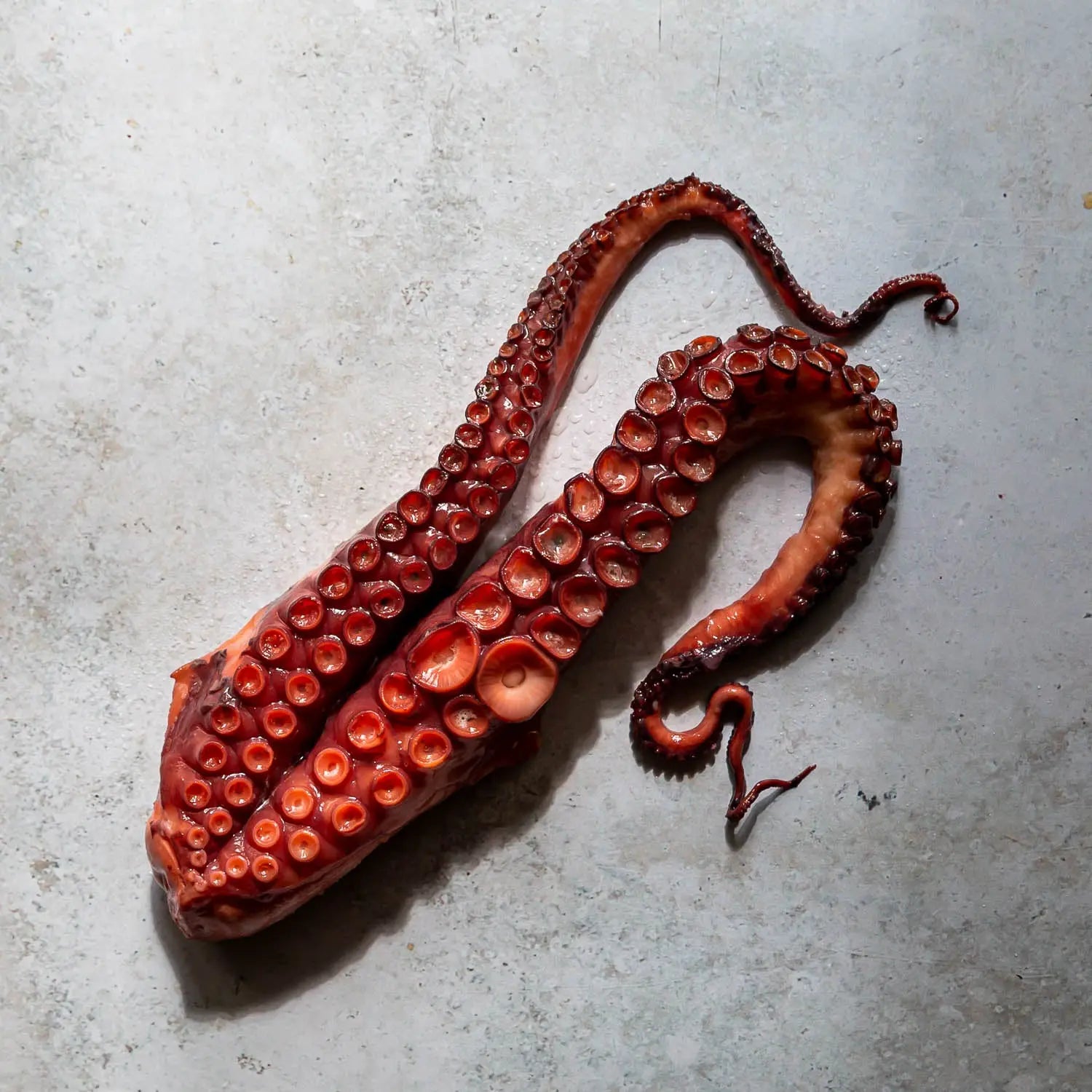 DON BOCARTE COOKED OCTOPUS LEGS | FINE & WILD UK