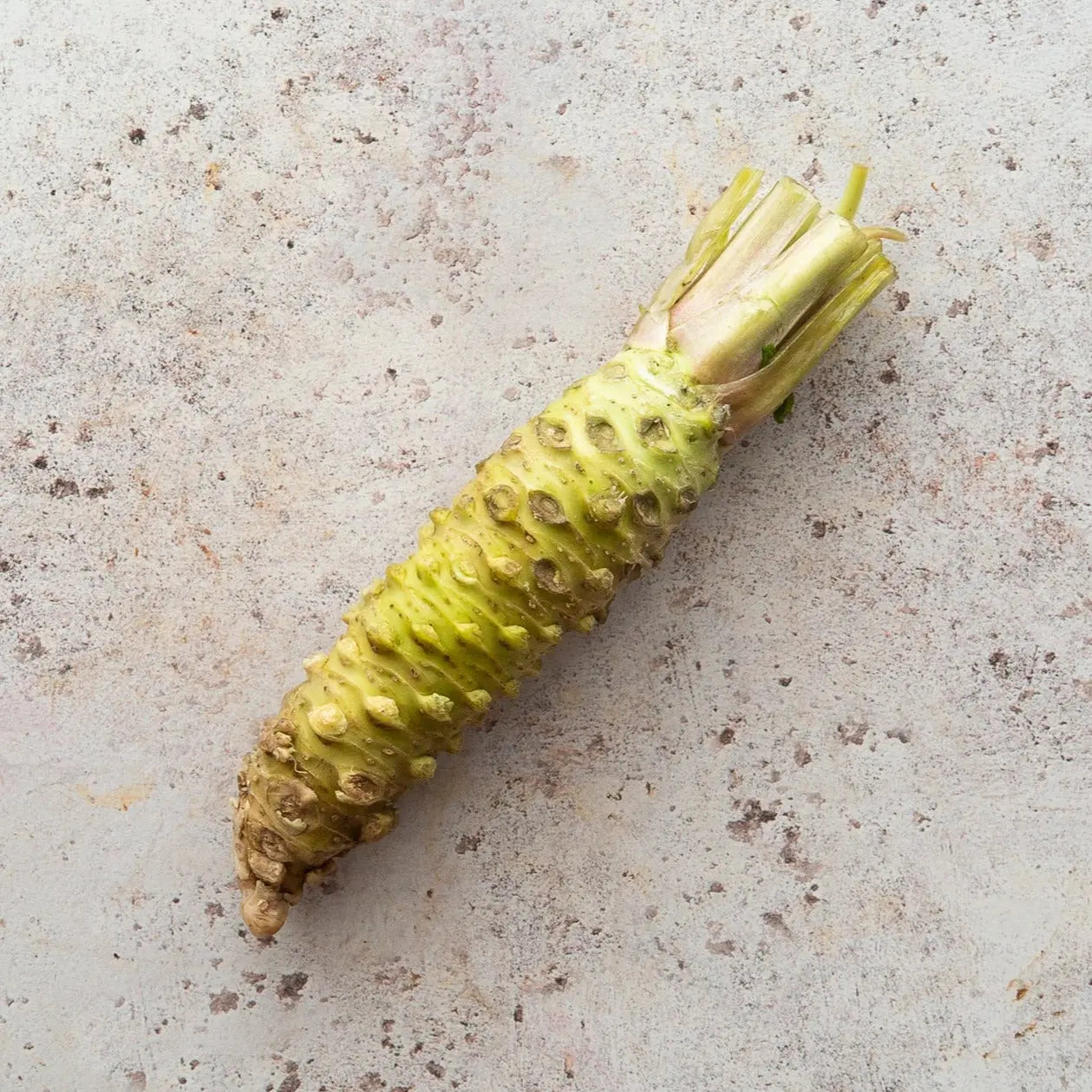 Fresh Real Japanese Wasabi Root | FINE & WILD UK
