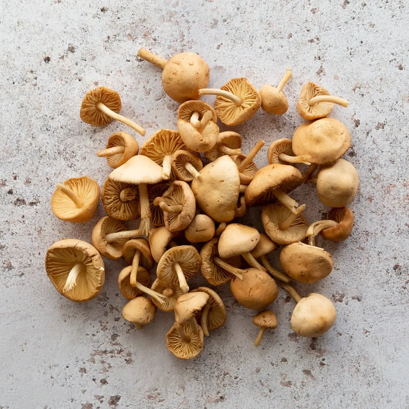 Fresh Mousseron Mushroom | Fairy Ring Mushroom | FINE & WILD UK