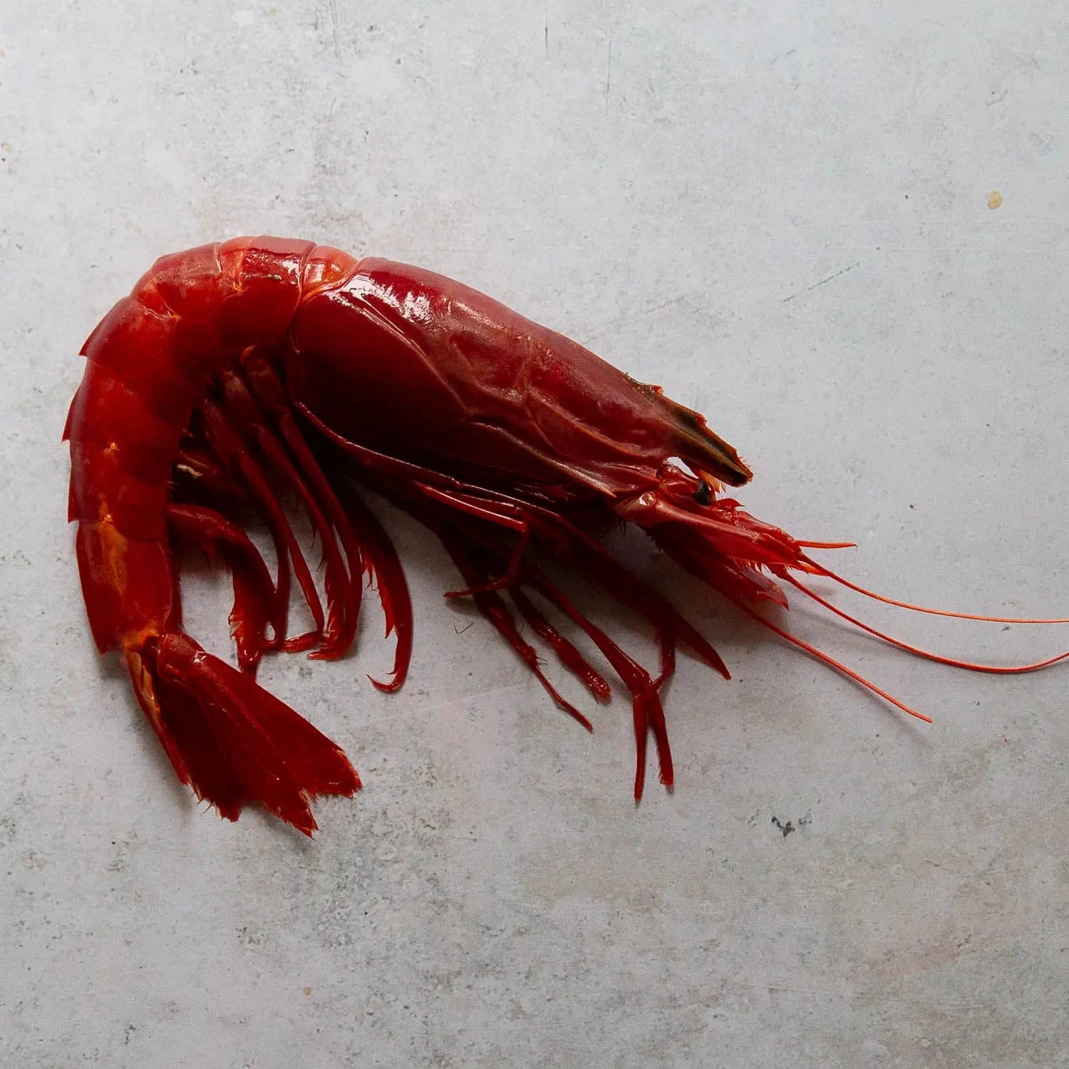 Carabineros Red Spanish Prawns | FINE & WILD UK