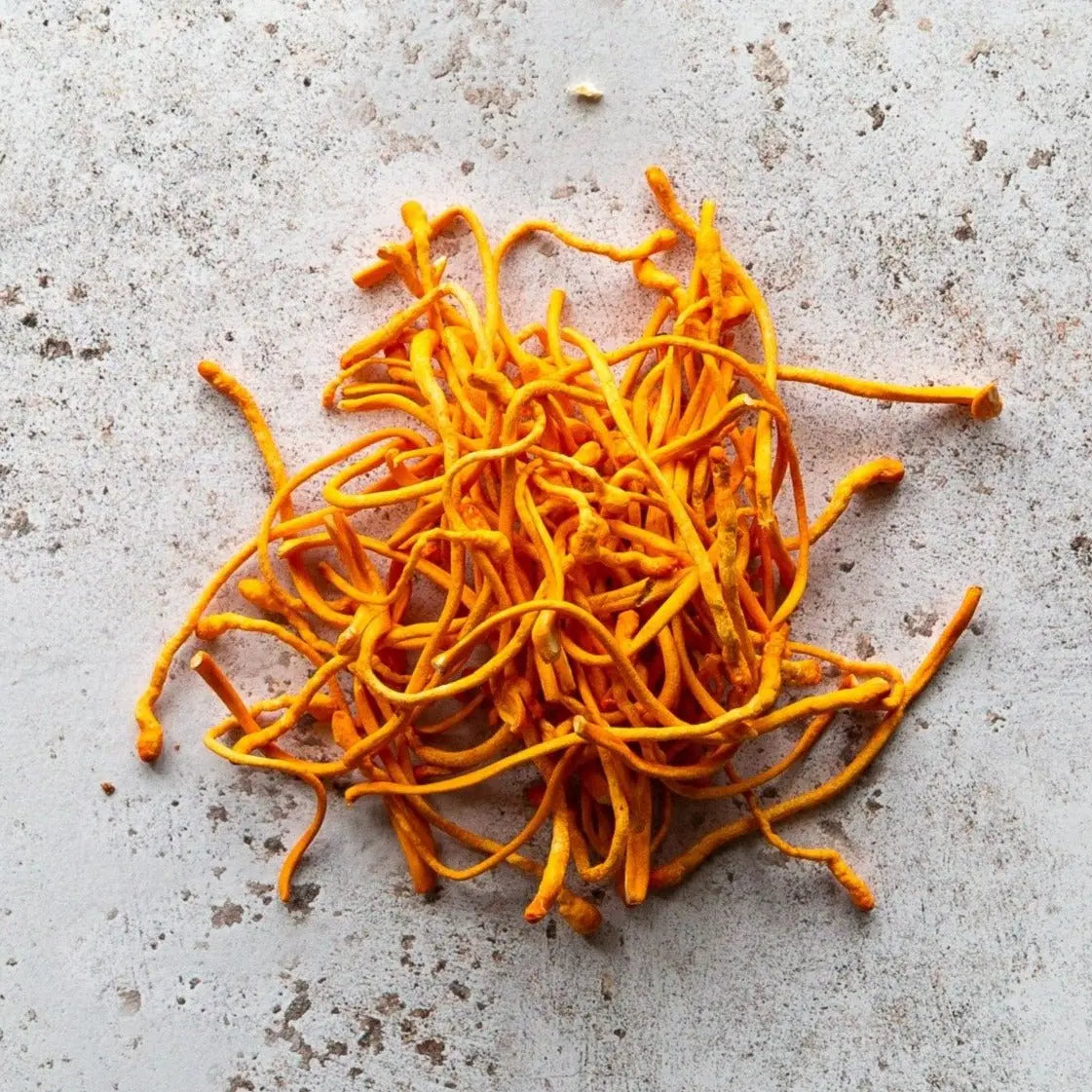 Fresh Cordyceps | Cordyceps Milataris | FINE & WILD 