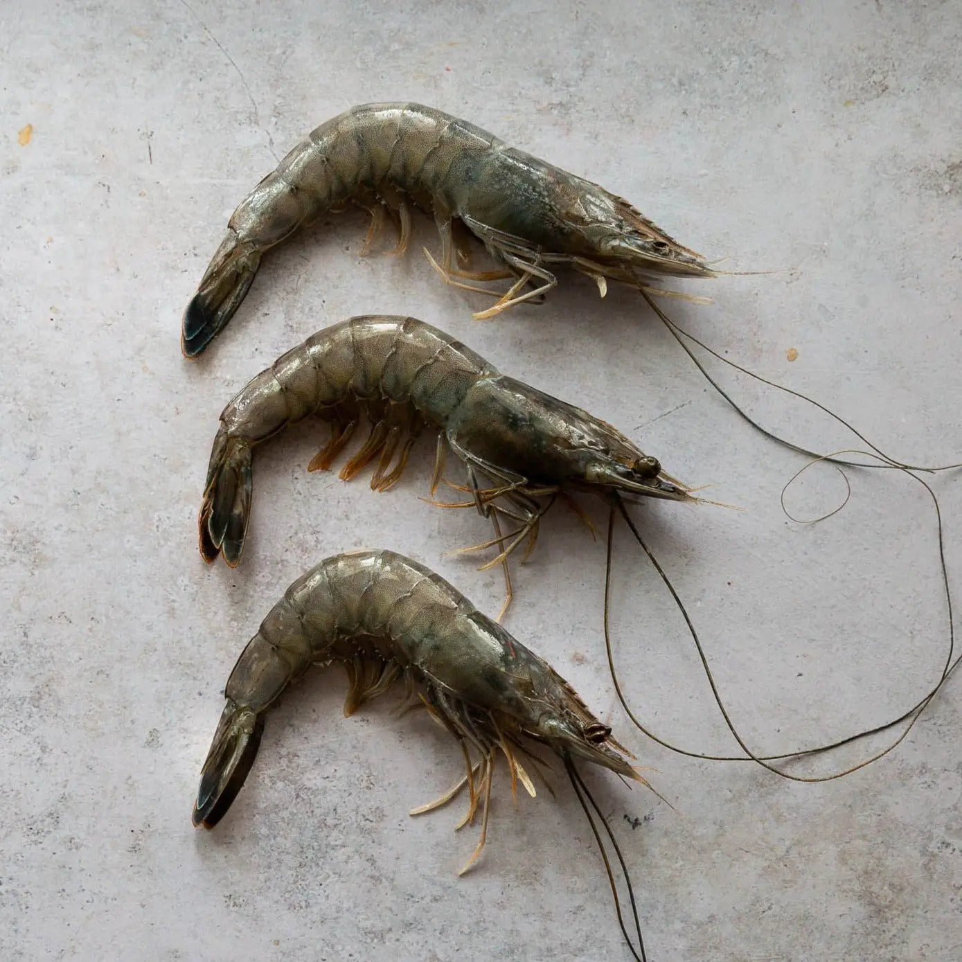 Obsiblue Prawns | Fine & Wild UK