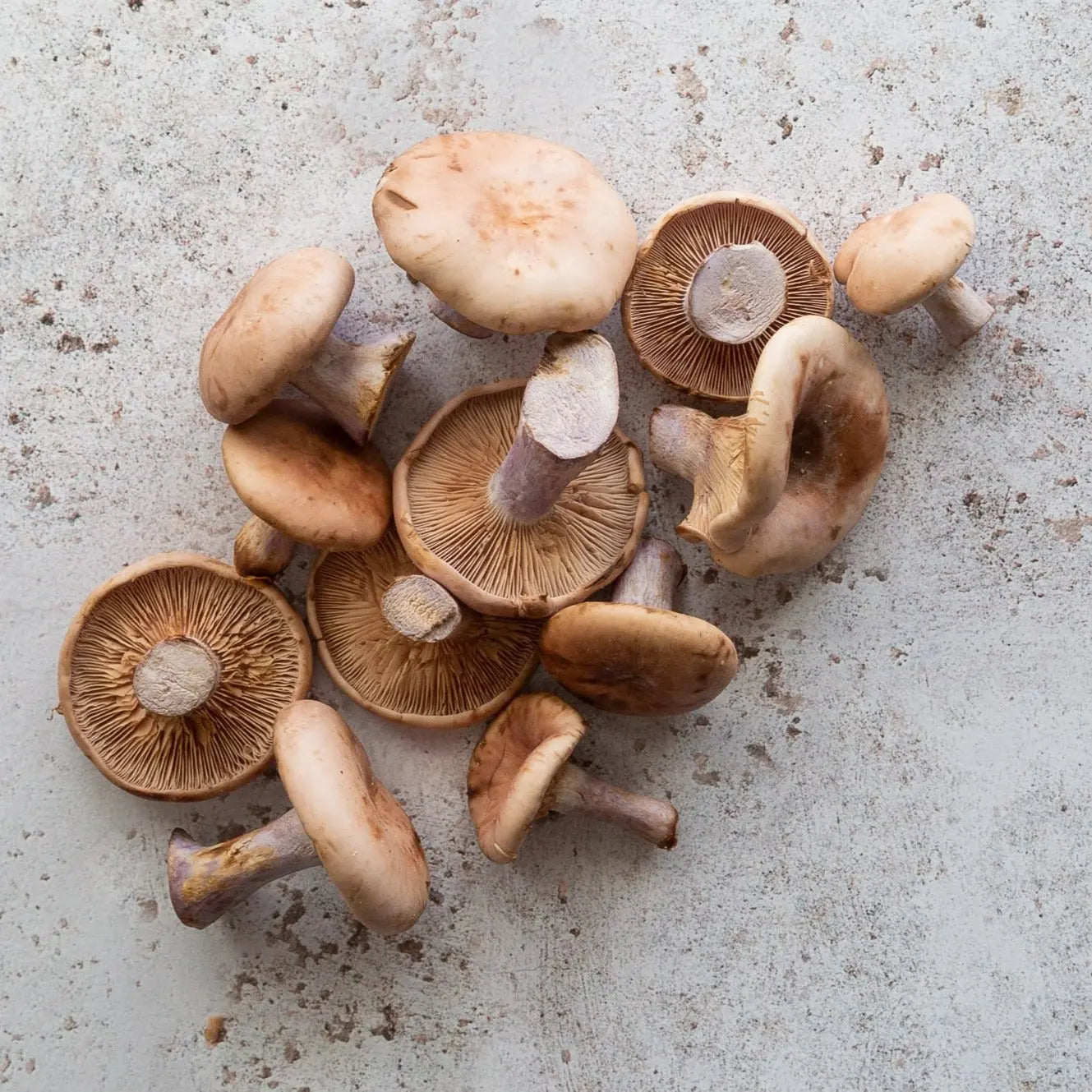 Fresh Pied Blue Mushrooms | Baby Foot Mushrooms | FINE & WILD UK