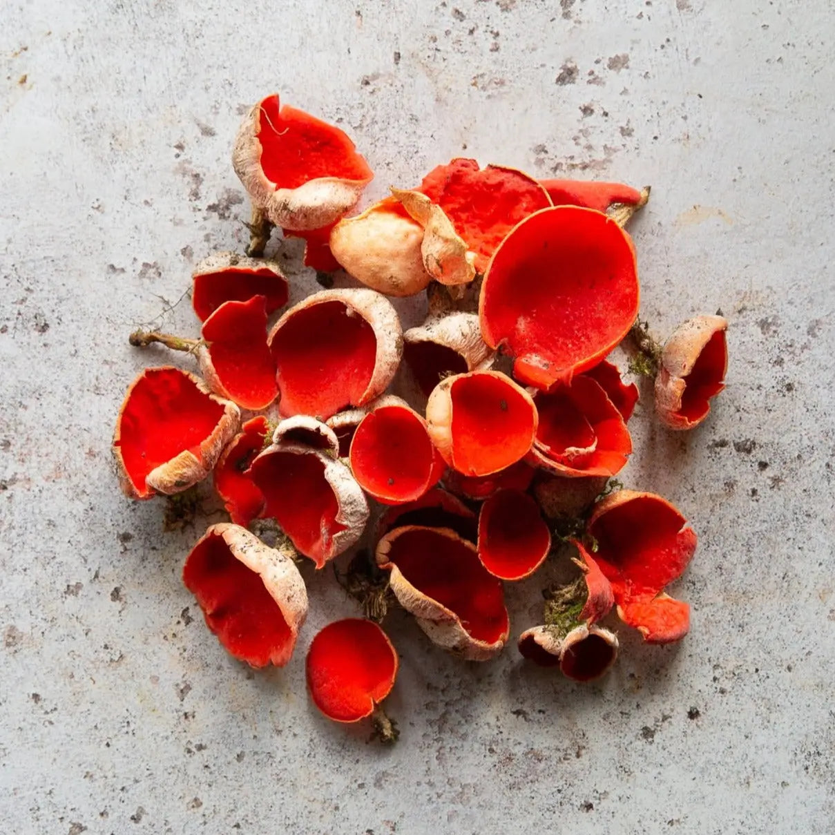 Fresh Scarlet Elf Cup Mushrooms | FINE & WILD UK 